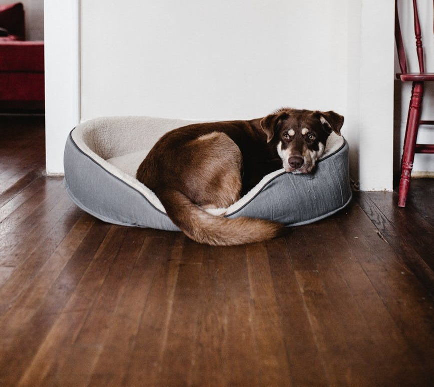 home upgrades for dog owners